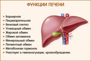 Функции печени