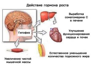 действие гормона роста