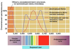 гелиобиология