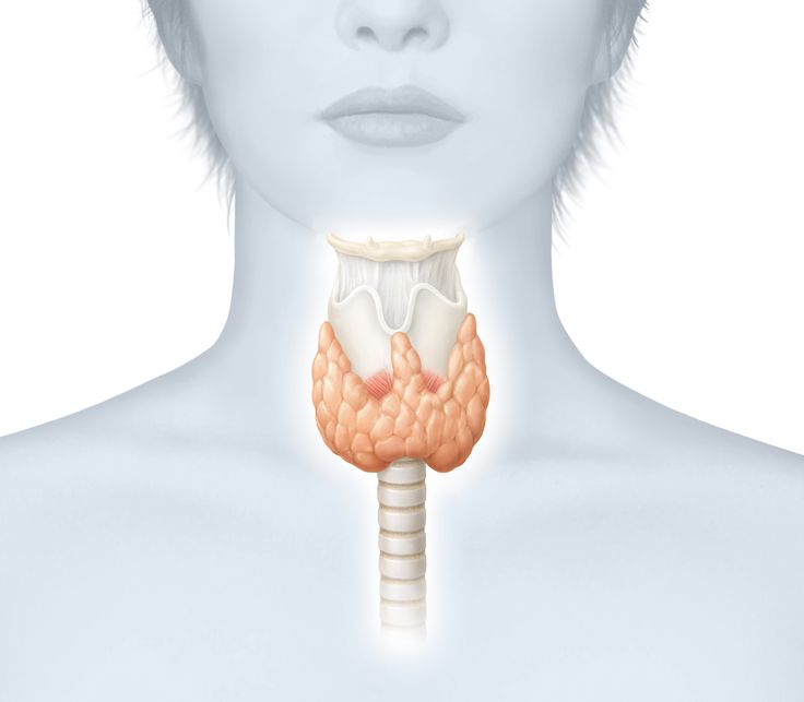 Здоровая щитовидная железа картинка