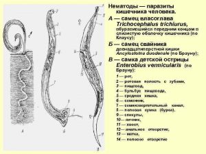 нематода кишечная